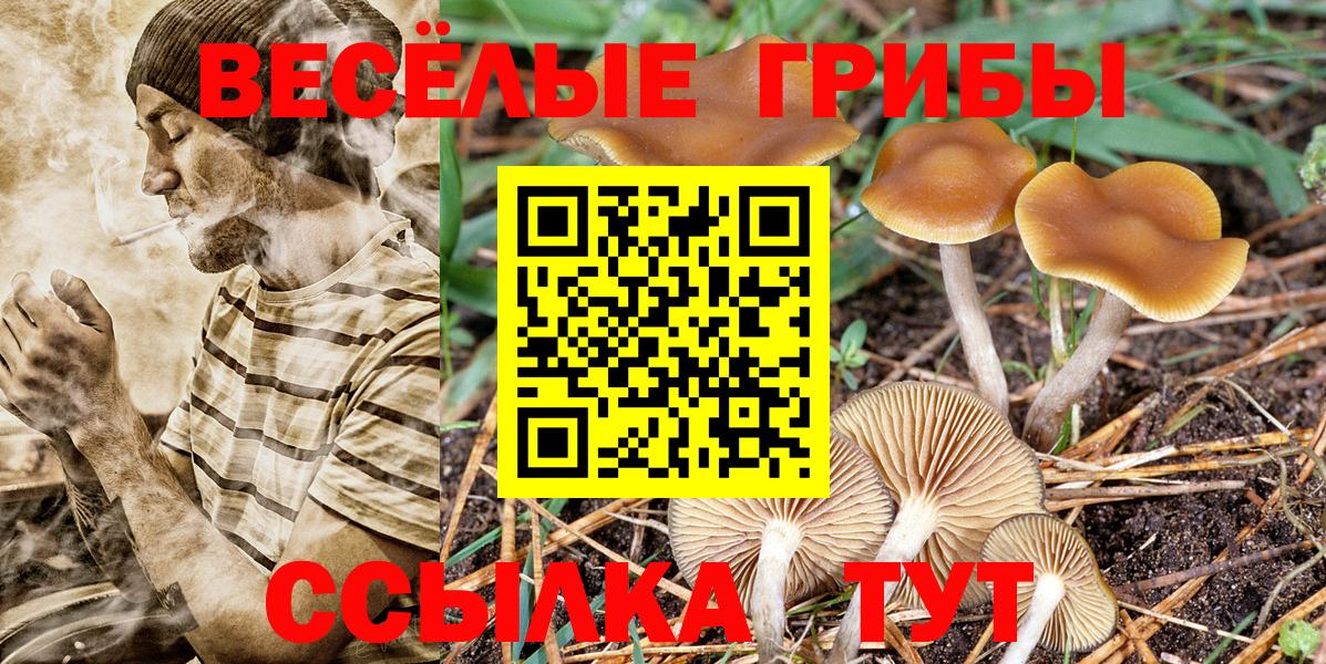 Галлюциногенные грибы Psilocybine cubensis Сергиев Посад